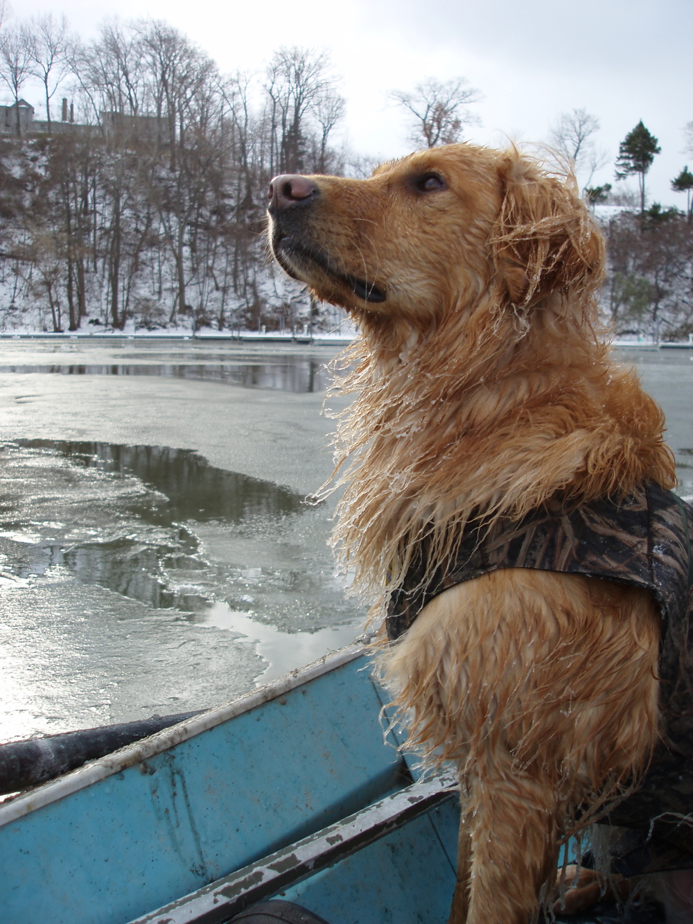 Duso Golden Retrievers,breeder of hunting and companion puppies